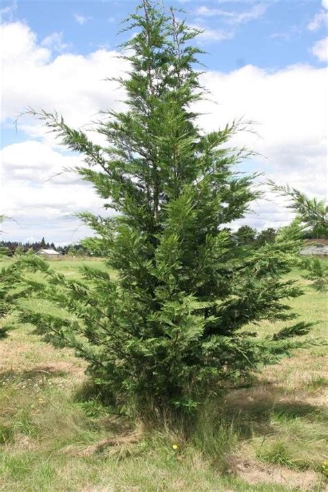 Leyland Cypress Evergreen Tree Evergreen Landscape Evergreen Shrubs