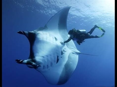 Mantas are open ocean, filter feeders with a cavernous mouth pointed. Stingrays and dolphins. Beautiful dive. - YouTube