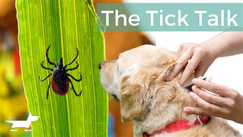 The Tick Talk Dog Jogs