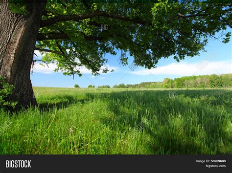 Green Lush Meadow Image And Photo Free Trial Bigstock