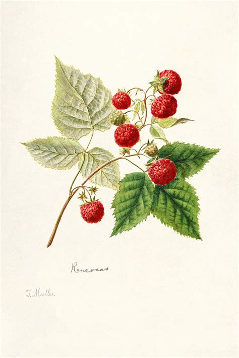 Red Raspberries Rubus Idaeus 1891 By Frank Muller Original From U