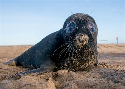 Case Study Of The Grey Seal