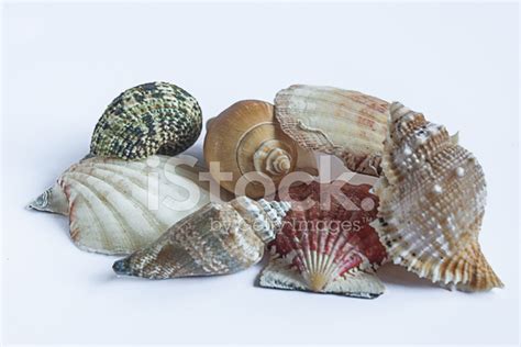 Sea Shell Stock Photo Royalty Free Freeimages