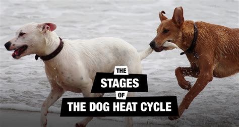 Cats can call from an incredibly young age. Understanding The Dog Heat Cycle Stages & Signs
