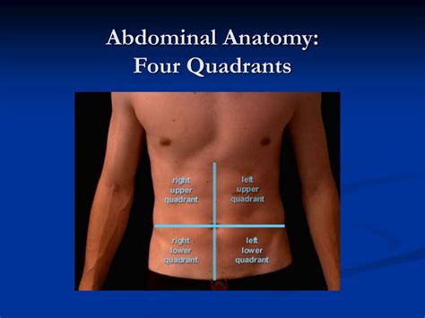 Label The Abdominal Quadrants