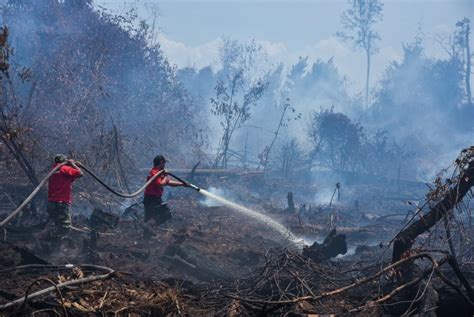 Kebakaran Hutan Di Indonesia Pengertian Definisi Istilah Arti Kata