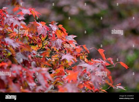 Close Up Of Red Leaves On A Japanese Maple Acer Japonicum Tree Stock