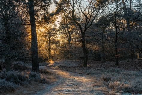 Photo Frosty Sunrise Path In Nature Reserve Boshuizerbergen By William