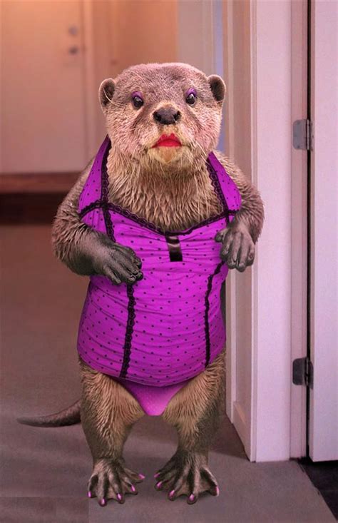 Pet Animal Dressed Up 10 Pix Wonderful From All Over