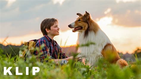 Lassie WrÓĆ Najwierniejszy Pies świata Wypas