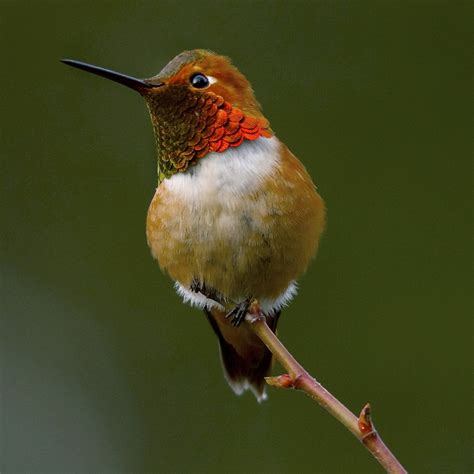 Rufous Hummingbird Migration Range Diet Facts Pictures