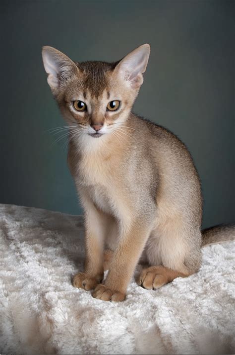 Abyssinian Cat Stretching © Animal Photography Helmi