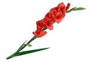 Seeds are easy to save by letting the flowers dry completely on the stem. How to Prune a Gladiolus | Home Guides | SF Gate