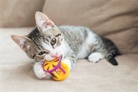Featuring adorable art and tons of. Kitten Biting — Here's How to Stop It - Catster