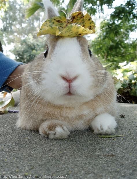 Cute And Funny Pictures Of Animals 46 Bunny 5