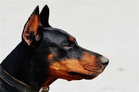 Doberman Ear Cropping Cost 11 Real Price Quotes Doberman Planet