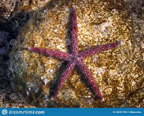 Gomophia Egyptiaca Egyptian Sea Star Starfish Stock Photo Image