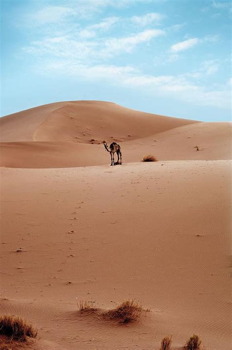 Desert Sand Dune And Camel Photograph By Jon Wilson Fine Art America