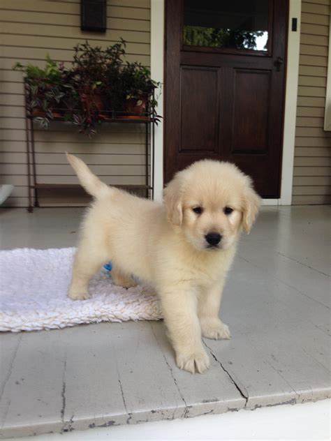 Our Golden Retriever Puppy At 8 Weeks Old Raww