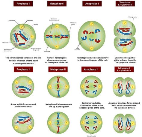 Meiosis Definition Stages Function Definition Function Meiosis Stages Meiosis