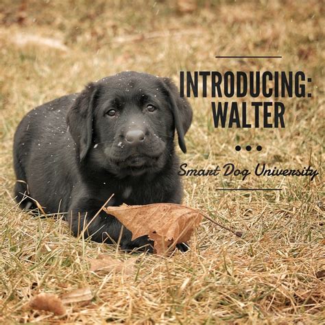 Introducing Walter The Labrador Puppy Smart Dog University