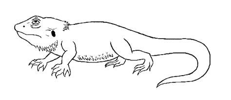 Sep 14, 2018 · see the fact file below or download our bumper dragon worksheet collection which includes over 20 pages of worksheets and activities for the classroom or home environment. free Bearded Dragon coloring page picture | samantha white ...