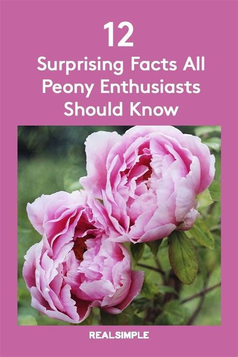 12 Surprising Facts All Peony Enthusiasts Should Know Peonies Are