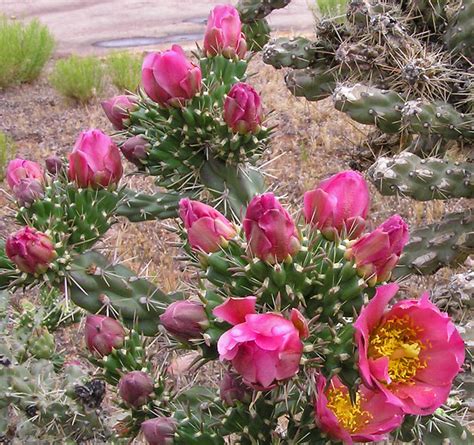 Southwest Colorado Wildflowers Cylindropuntia Imbricata