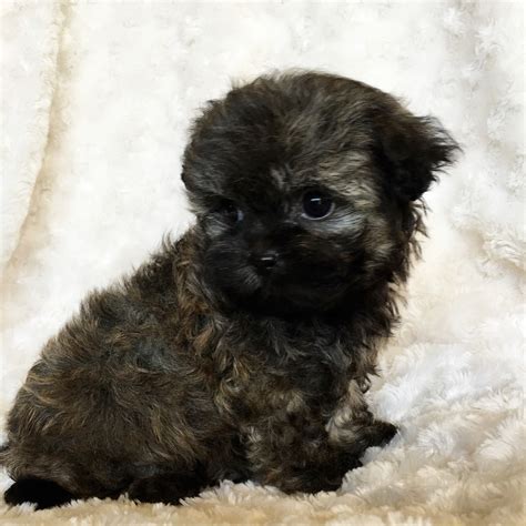 Check spelling or type a new query. Teacup Malti Poo Puppy For sale California breeder ...