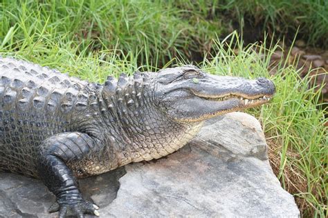 Alligator Photo Taken In Adelaide Zoo Adelaide Adam Axon Flickr