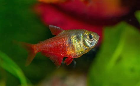 Flame Tetra Hyphessobrycon Flammeus Ultimate Care Guide Fish