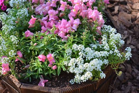 How To Grow Snapdragons In Containers Gardeners Path