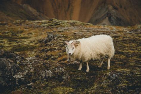 250 Icelandic Goat Stock Photos Pictures And Royalty Free Images Istock
