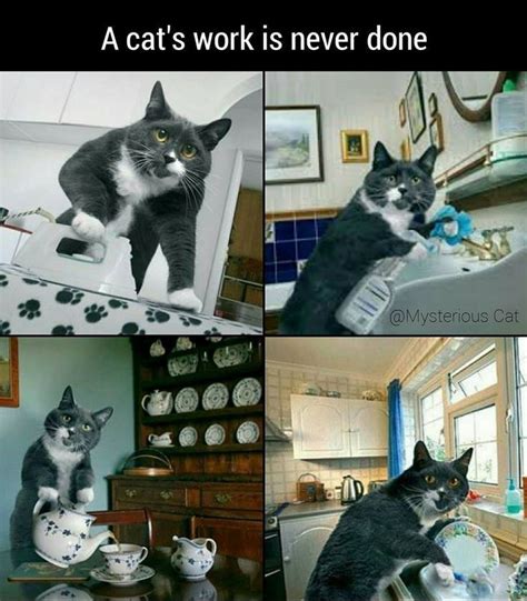 Cat Work With Images Cat Work Cute Cats Cute Cat 