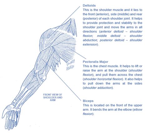This is a table of skeletal muscles of the human anatomy. Level 2 Exercise and Fitness Knowledge - gym instructor ...