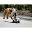 Tillman The Skateboarding British Bulldog  Chelsea Dogs Blog