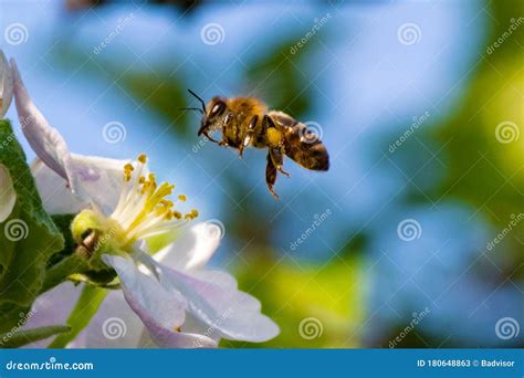 Honey Bee Pollination Process Stock Image Image Of Bright Micro