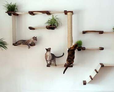 click here to enter the Catastrophic Creations CLIMB Wall ... The up the wall cat climber™ will get you from the floor to the ceiling in a jiffy.