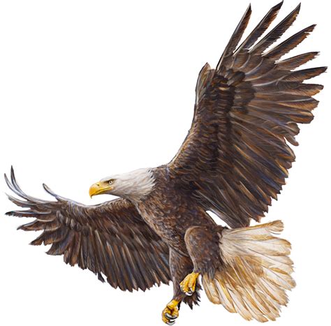 Bald Eagle Flying Swoop Attack Hand Draw And Paint Color On White