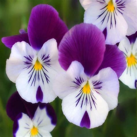 Purple Pansies | Pansies flowers, Beautiful flowers photos ...