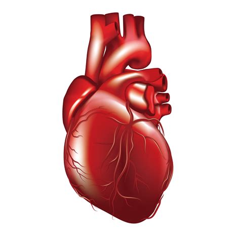 Red Human Heart Png Download Image Png Arts