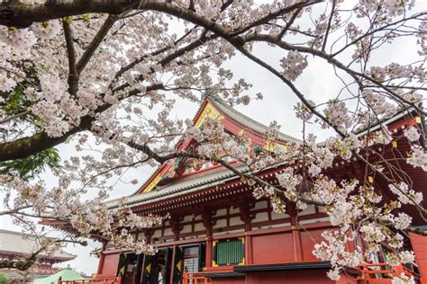 Cherry Blossom At Sensoji Asakusa Kannon Temple Stock Image Image Of Cherry Foliage