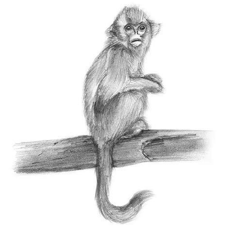 Golden Snub Nosed Monkey Pencil Drawing How To Sketch Golden Snub