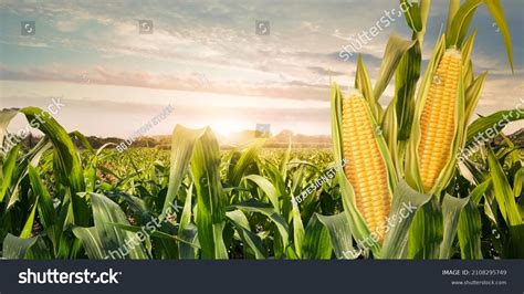 119554 Spring Field Corn Images Stock Photos And Vectors Shutterstock