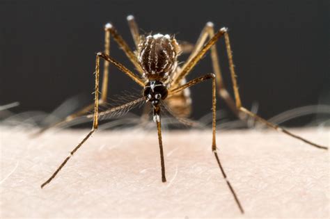 New Findings Could Make Mosquitoes More Satis Eurekalert