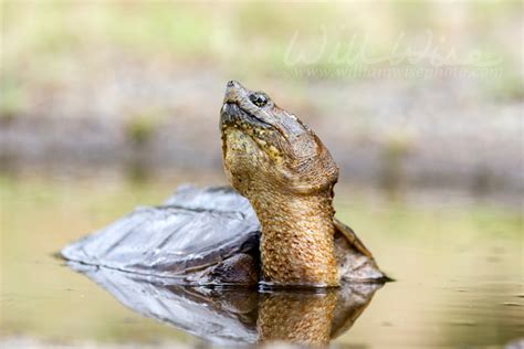 Snapping Turtle Nature Photo Blog William Wise Photography
