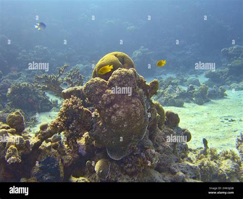 Coral Reef Underwater Stock Photo Alamy