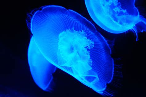 Free Images Nature Glowing Animal Dark Underwater Swim Peaceful