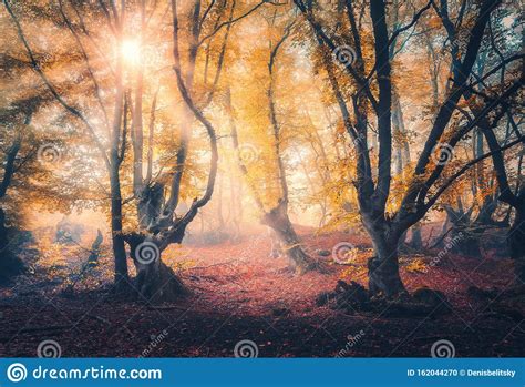 Forest In Fog In Autumn At Sunrise Magical Trees With Sunrays Stock