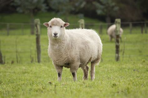 Sheep History And Some Interesting Facts